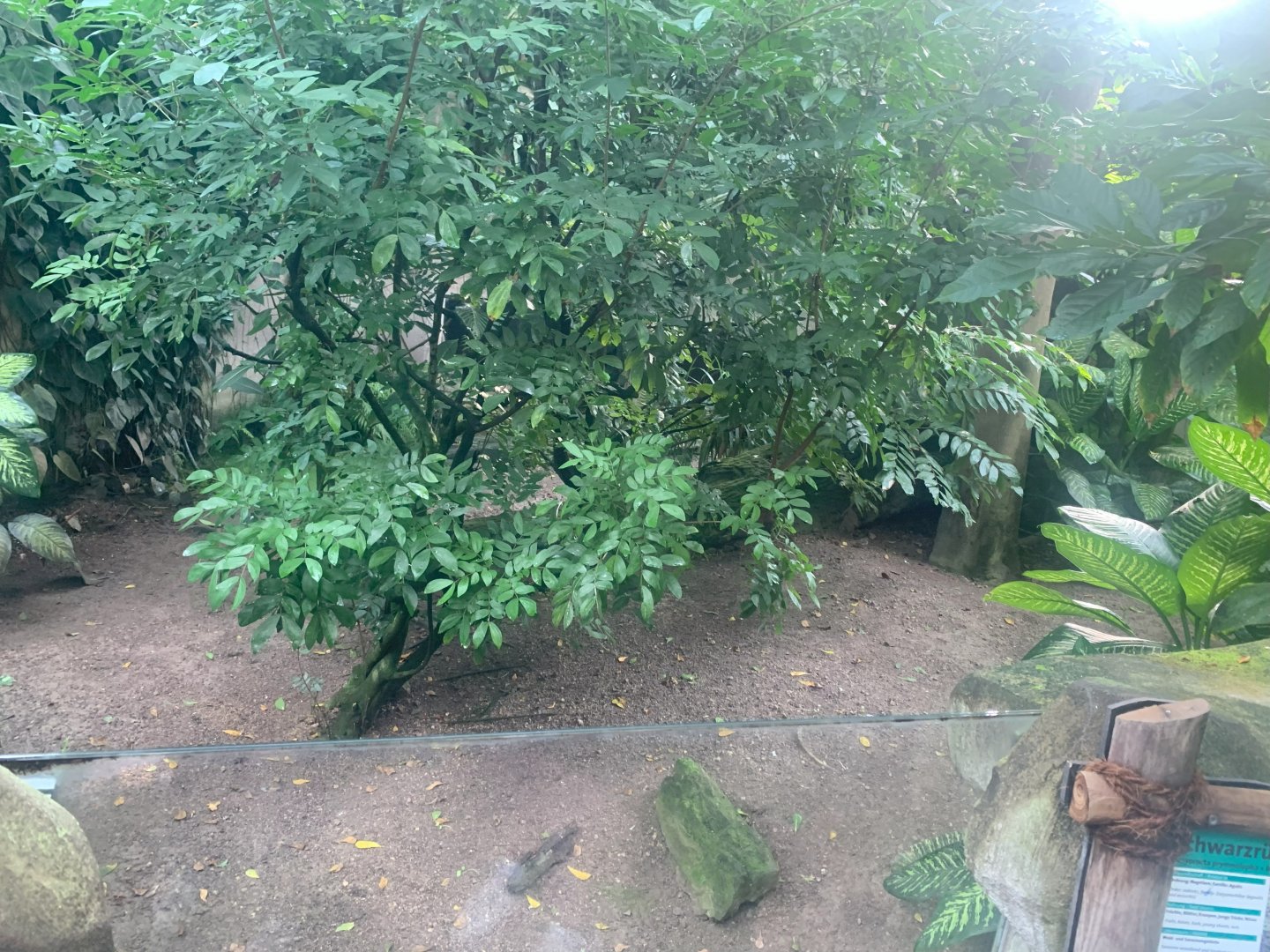 Black-rumped Agouti enclosure - Gondwanaland