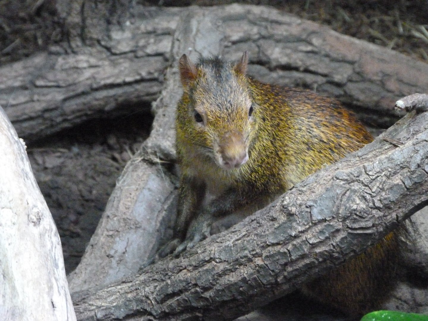 Black-rumped agouti -Zoologischer Garten Berlin (2024)