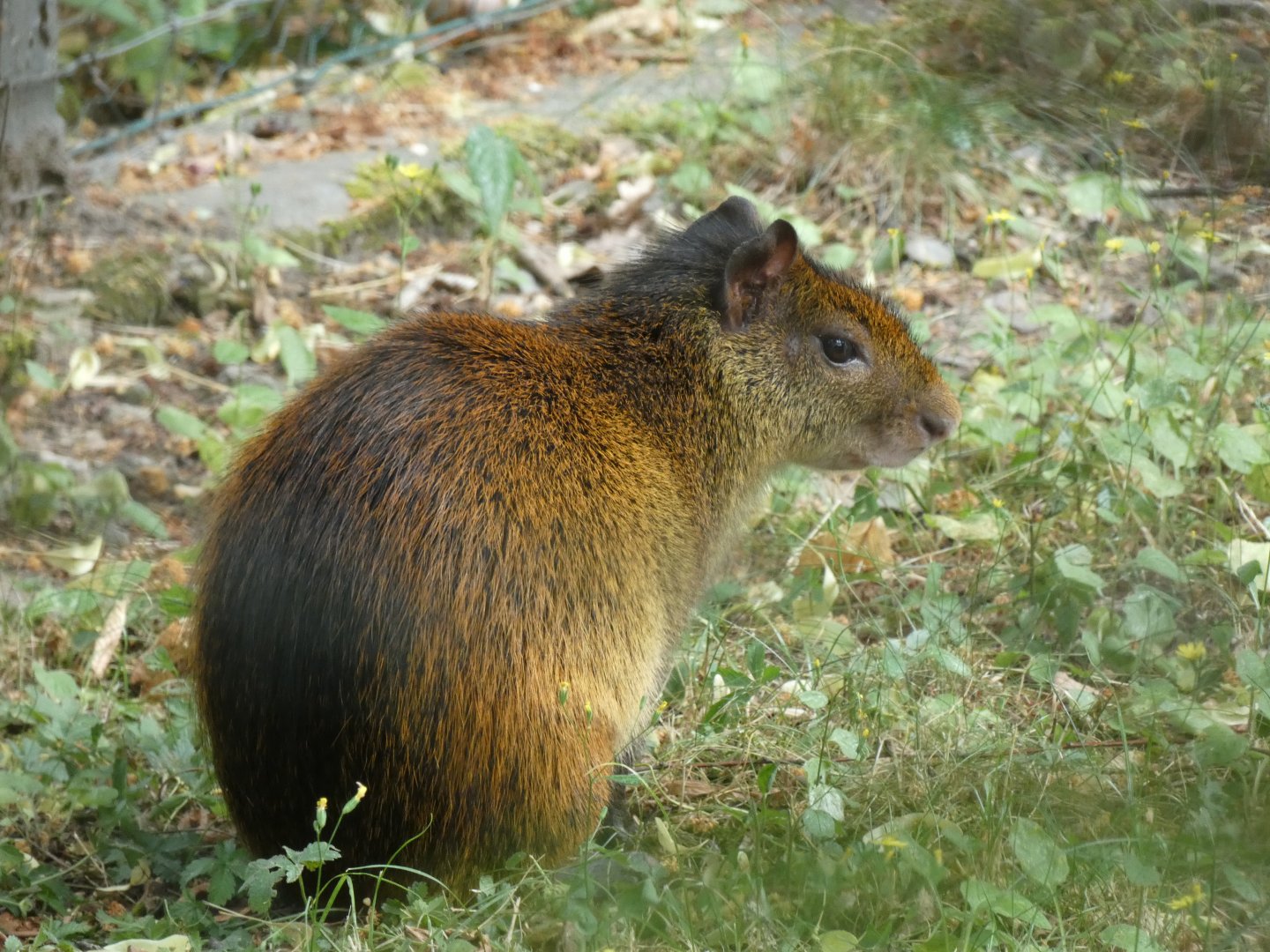 Black-rumped Agouti