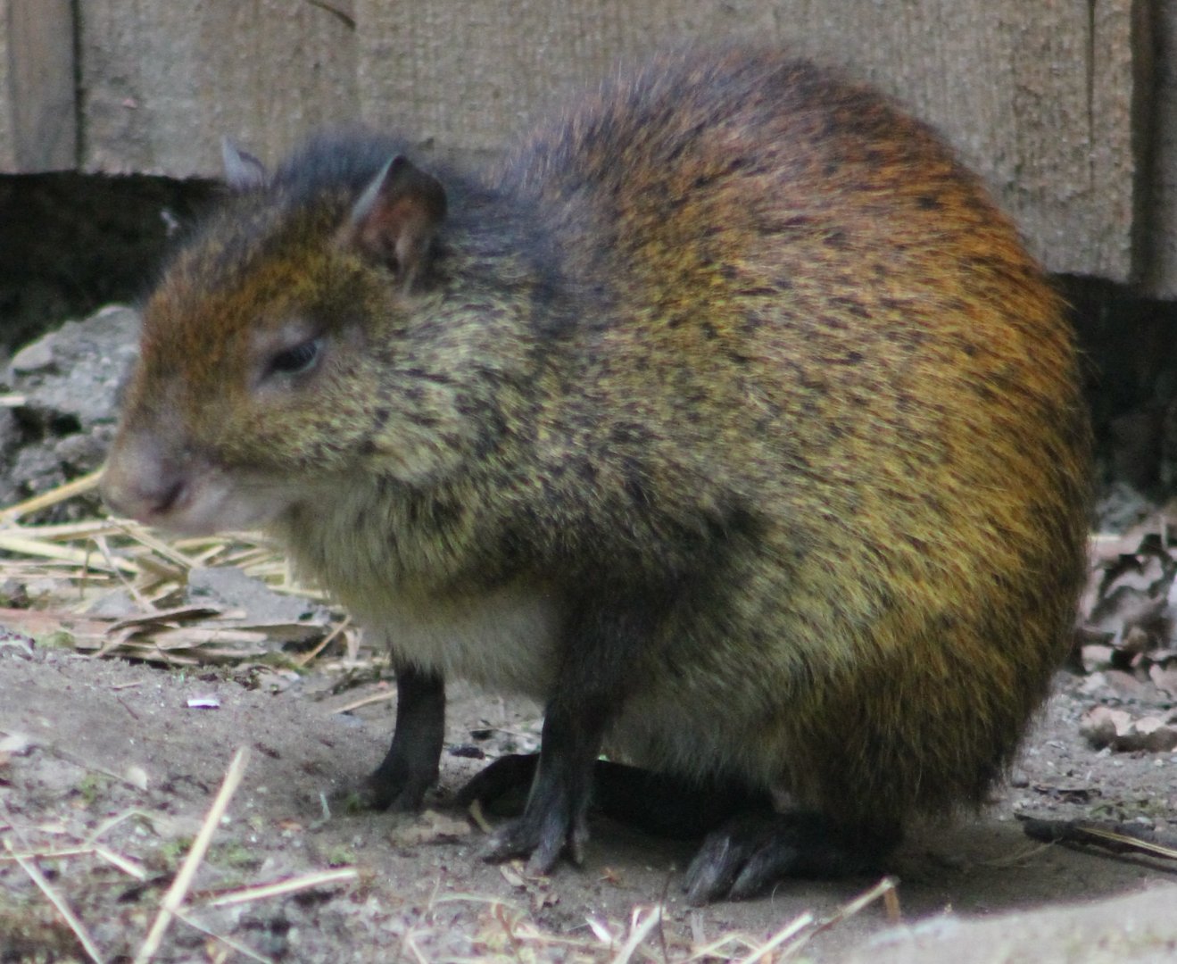 Black-rumped agouti