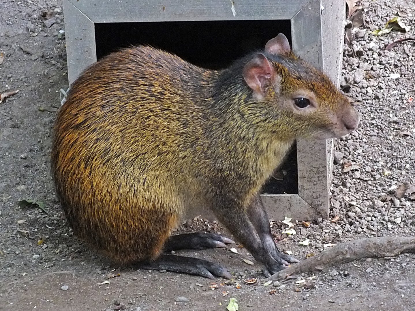 Black-rumped agouti