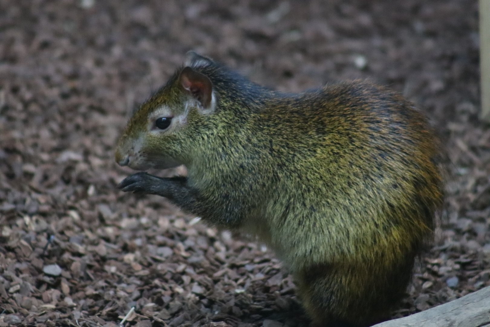 Black-rumped Agouti