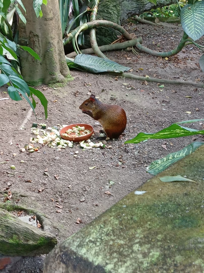 Black-Rumped Agouti