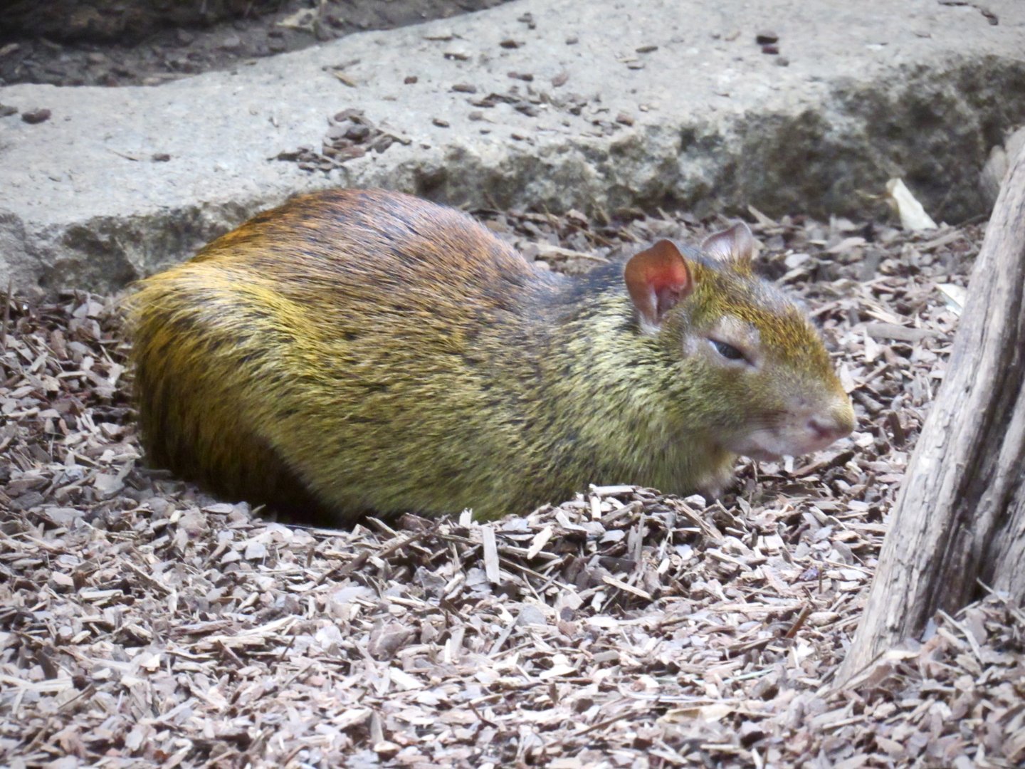 Black-rumped agouti