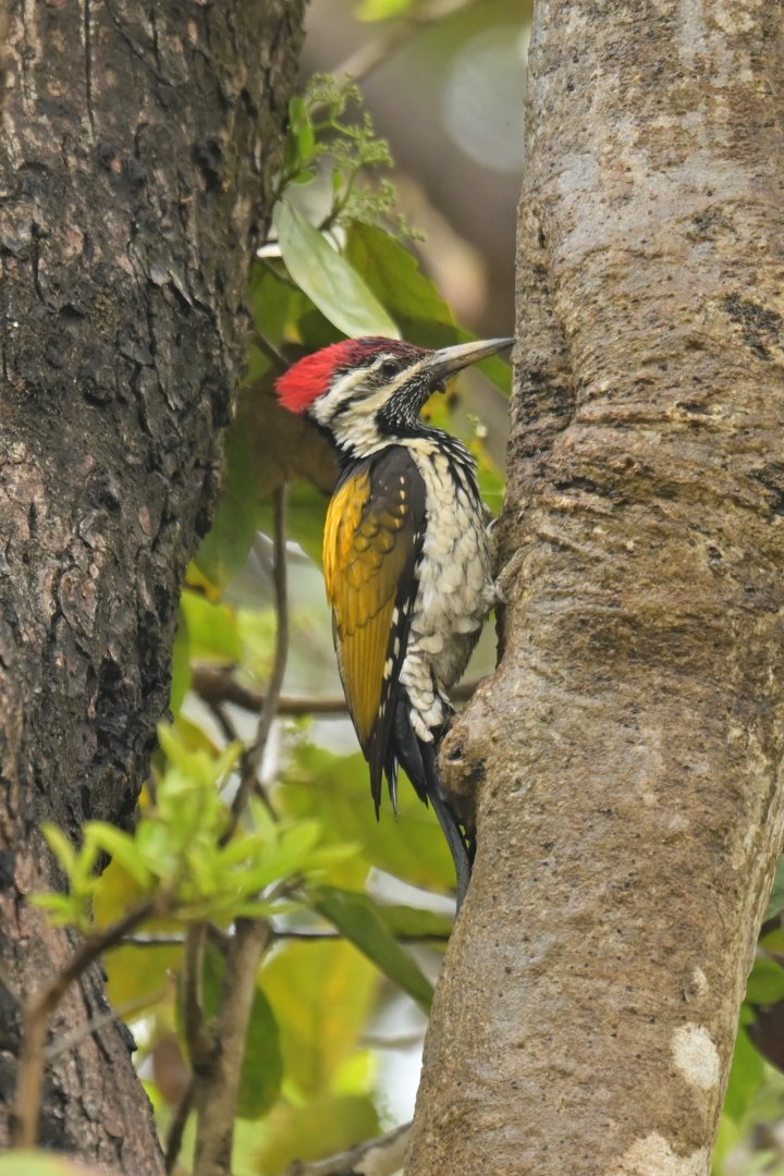 Black-rumped Flameback Dinopium benghalense