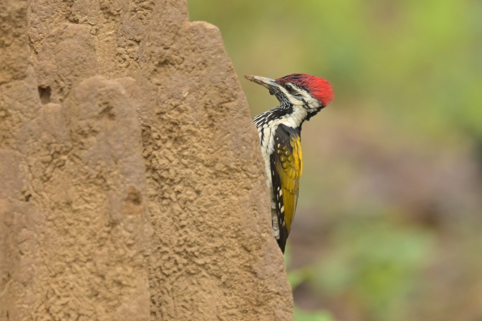 Black-rumped Flameback Dinopium benghalense