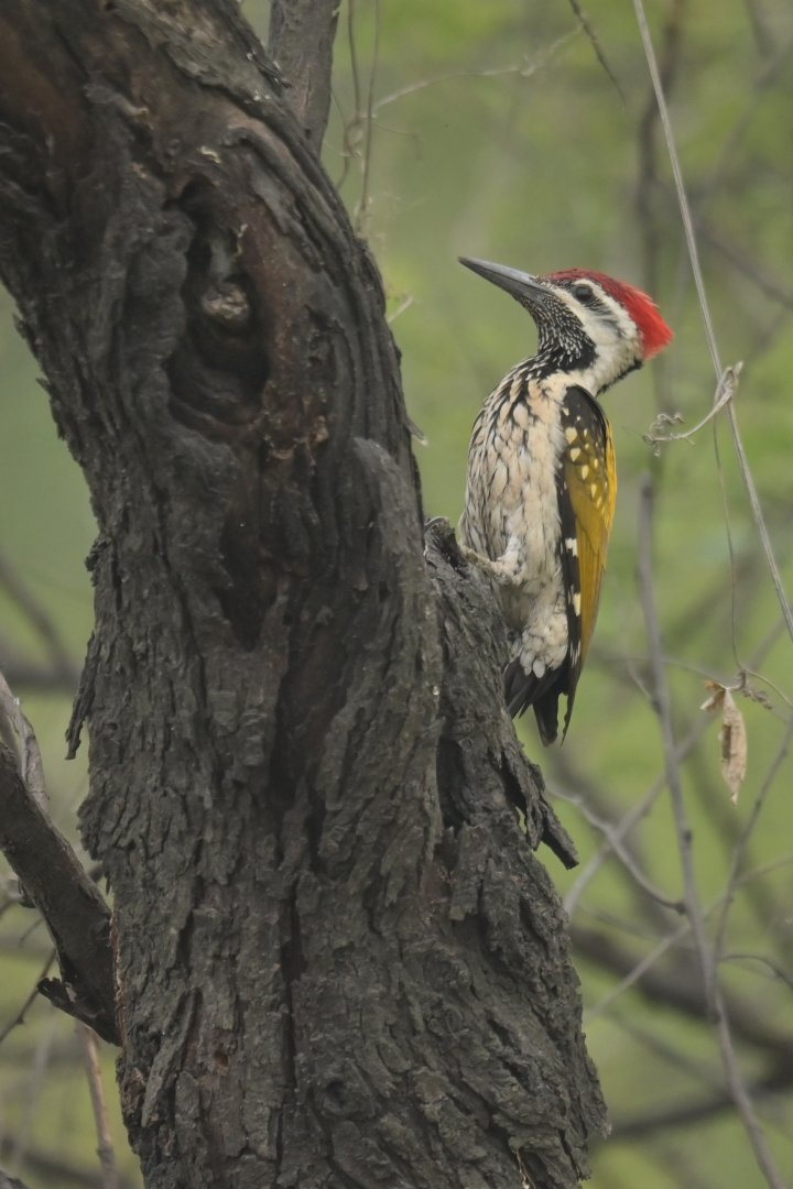 Black-rumped Flameback Dinopium benghalense
