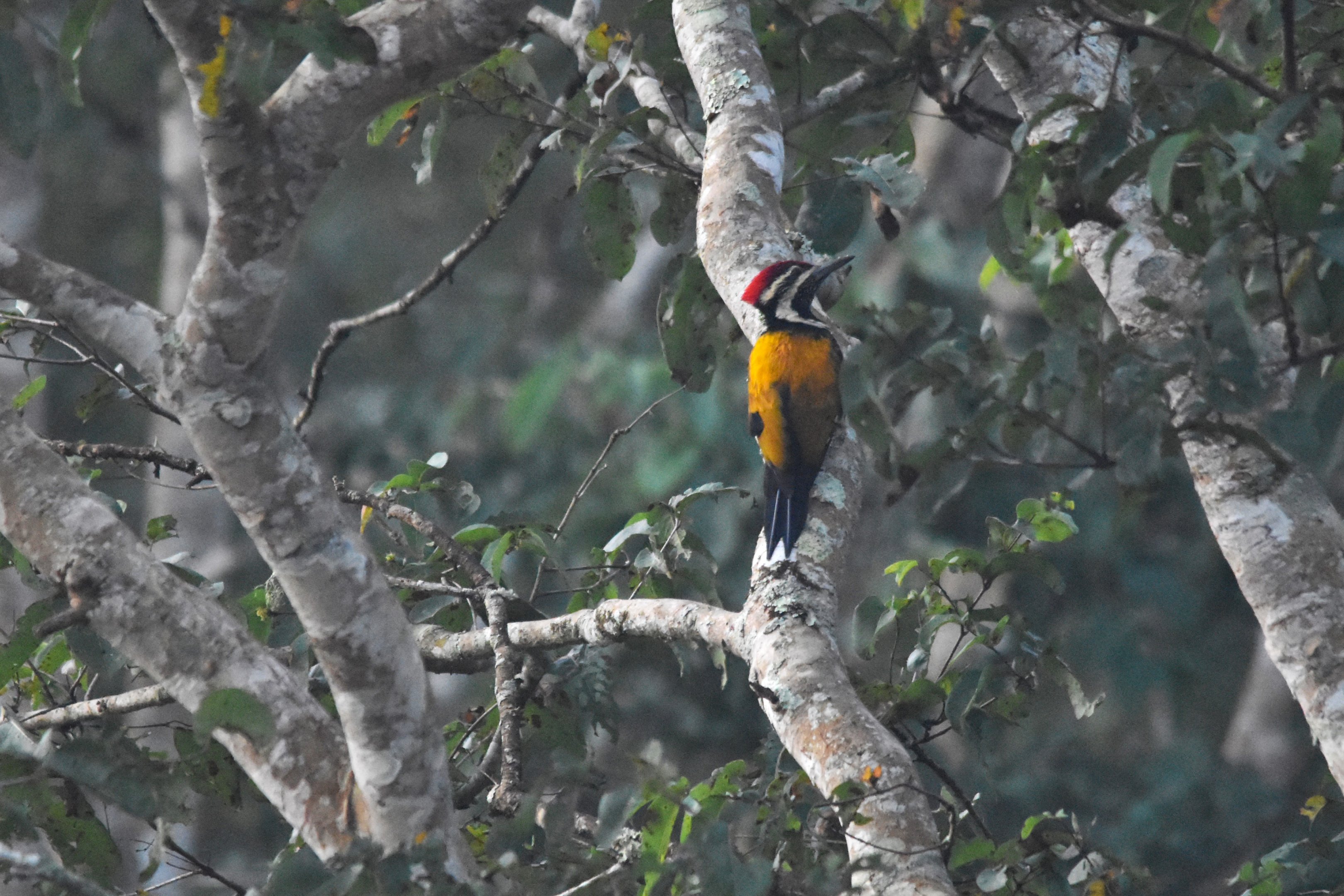 Black-rumped Flameback, Nagarahole Tiger Reserve, 21st November 2024