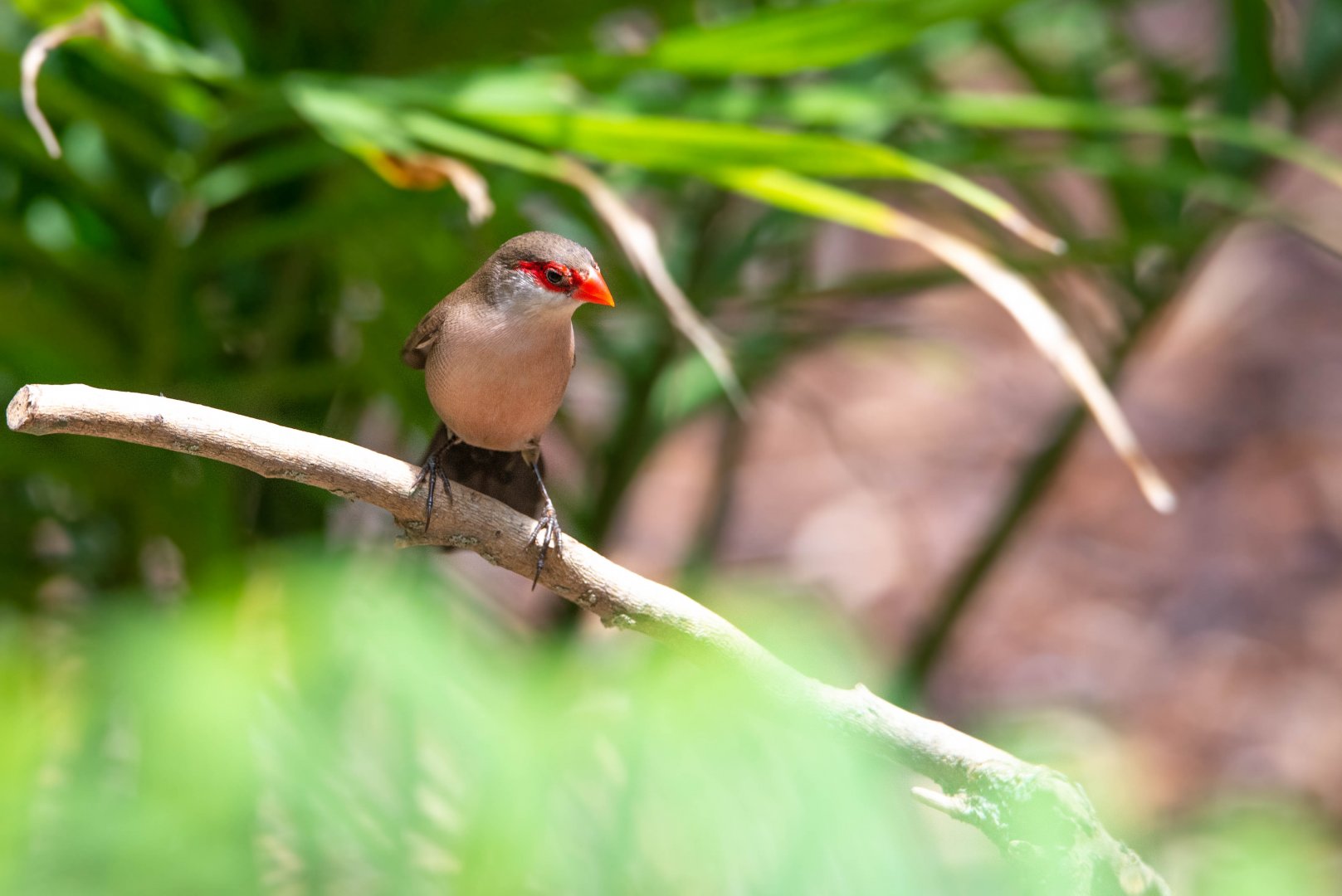 Black-rumped Waxbill- (Estrilda troglodytes)