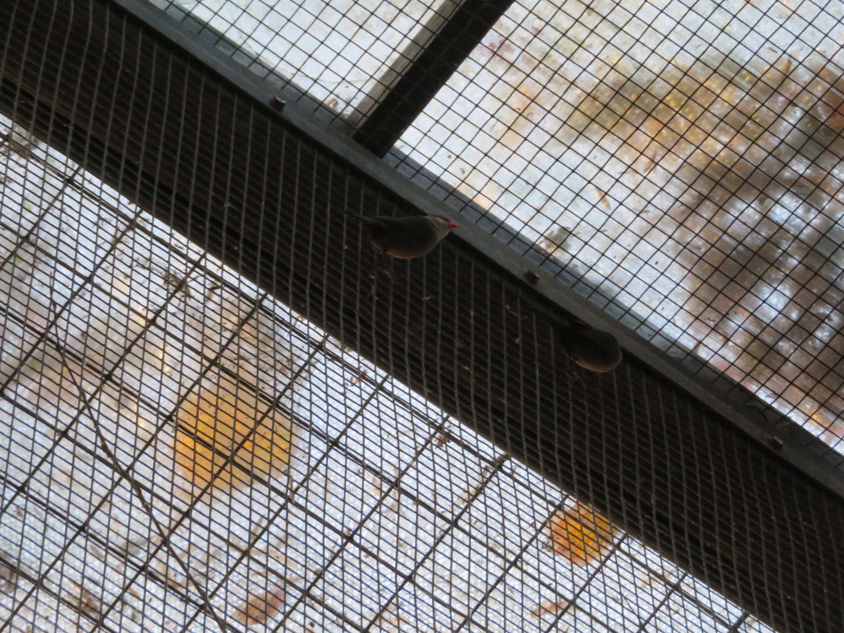 Black-rumped Waxbills