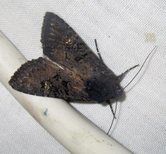 Black Rustic (Aporophyla nigra)