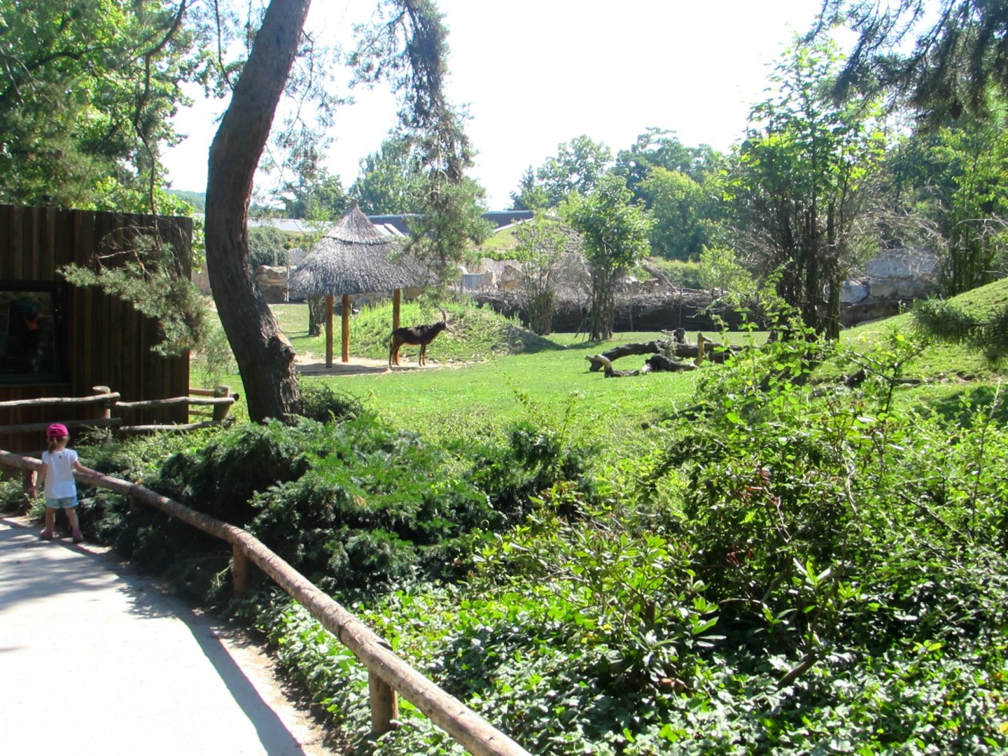 Black Sable Antelope enclosure - July/2017