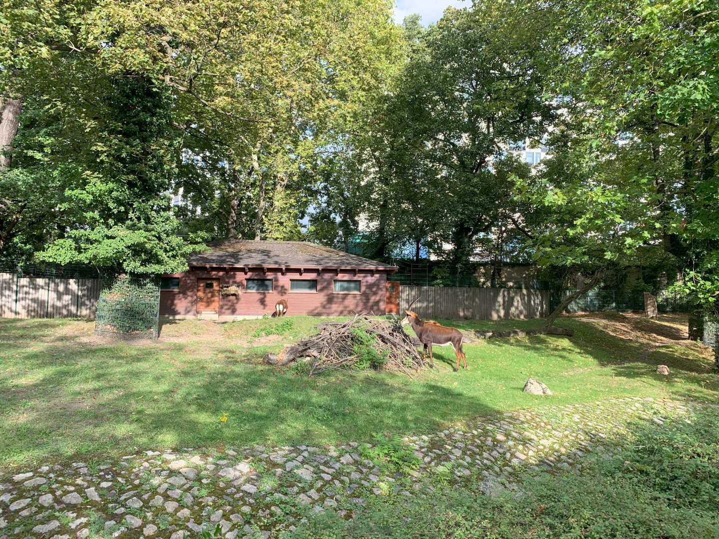 Black Sable Antelope enclosure