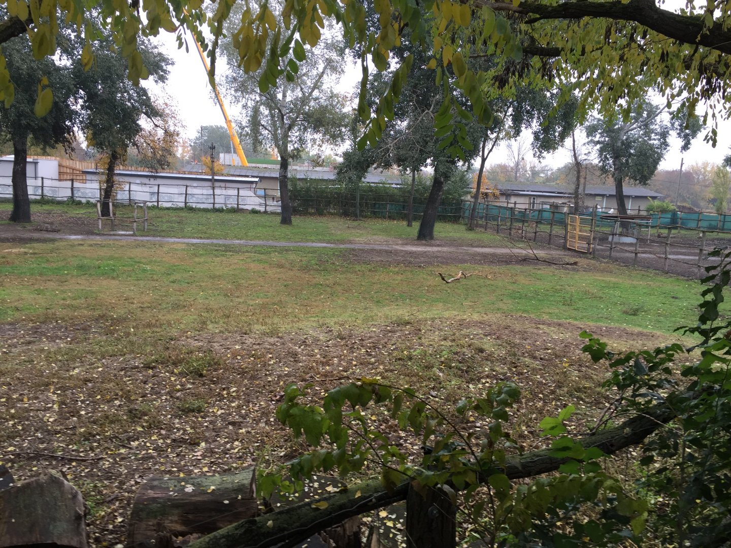 Black sable antelope, Grant's zebra and roan antelope yard 10.2020.