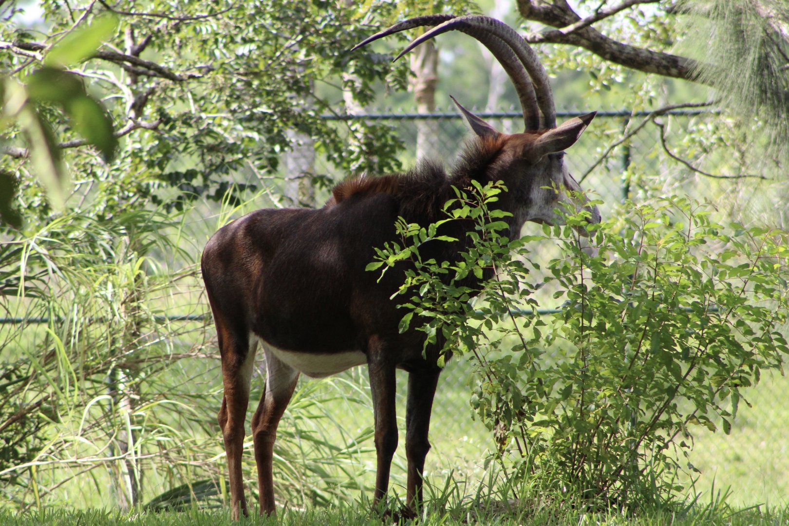 Black Sable Antelope (H. n. niger)