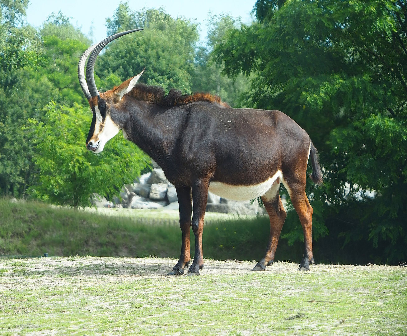 Black sable antelope (Hippotragus niger niger), 2022-06-12