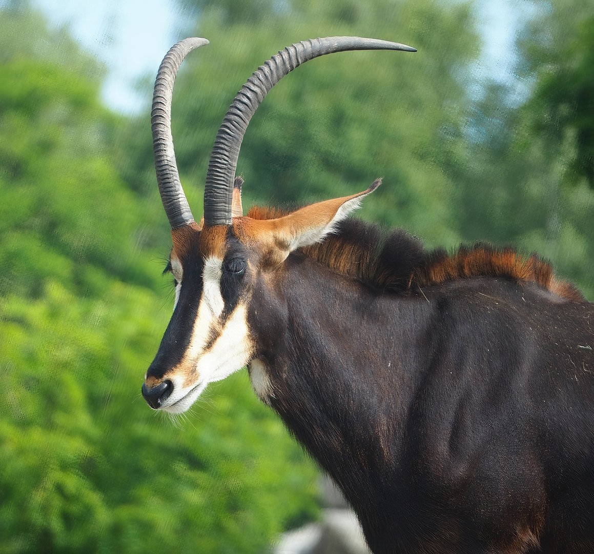 Black sable antelope (Hippotragus niger niger), 2022-06-12
