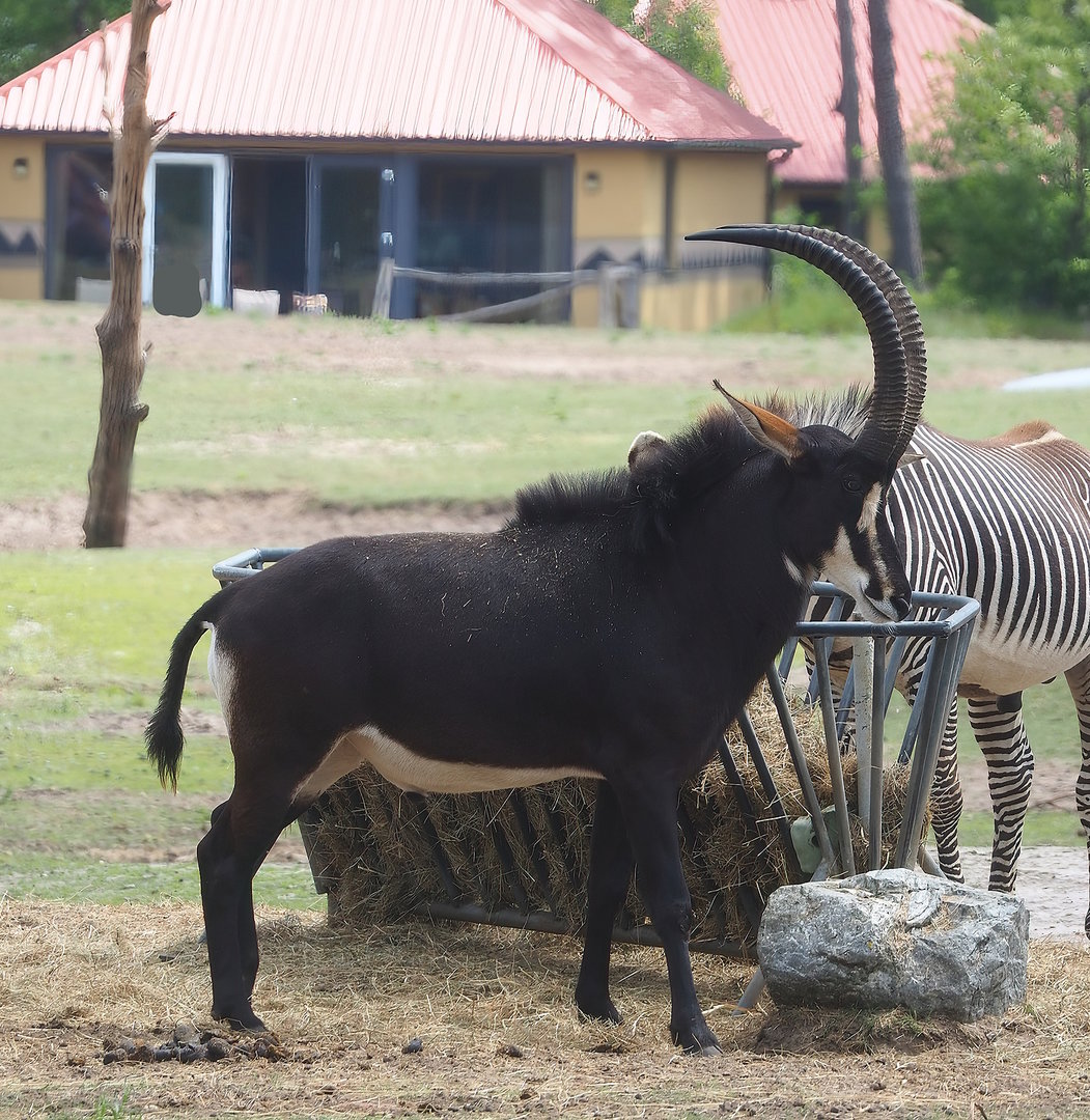 Black sable antelope (Hippotragus niger niger), 2022-06-12