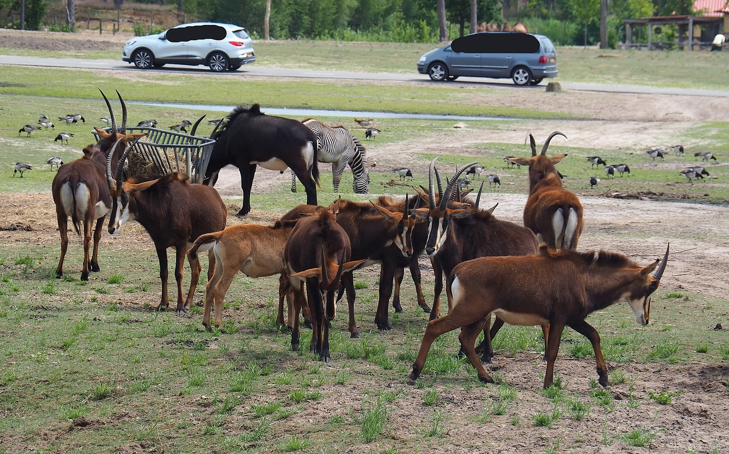 Black sable antelope (Hippotragus niger niger), 2022-06-12