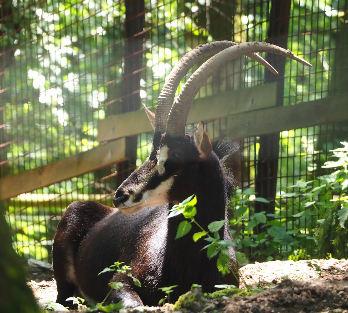 Black sable antelope (Hippotragus niger niger), 2023-06-24