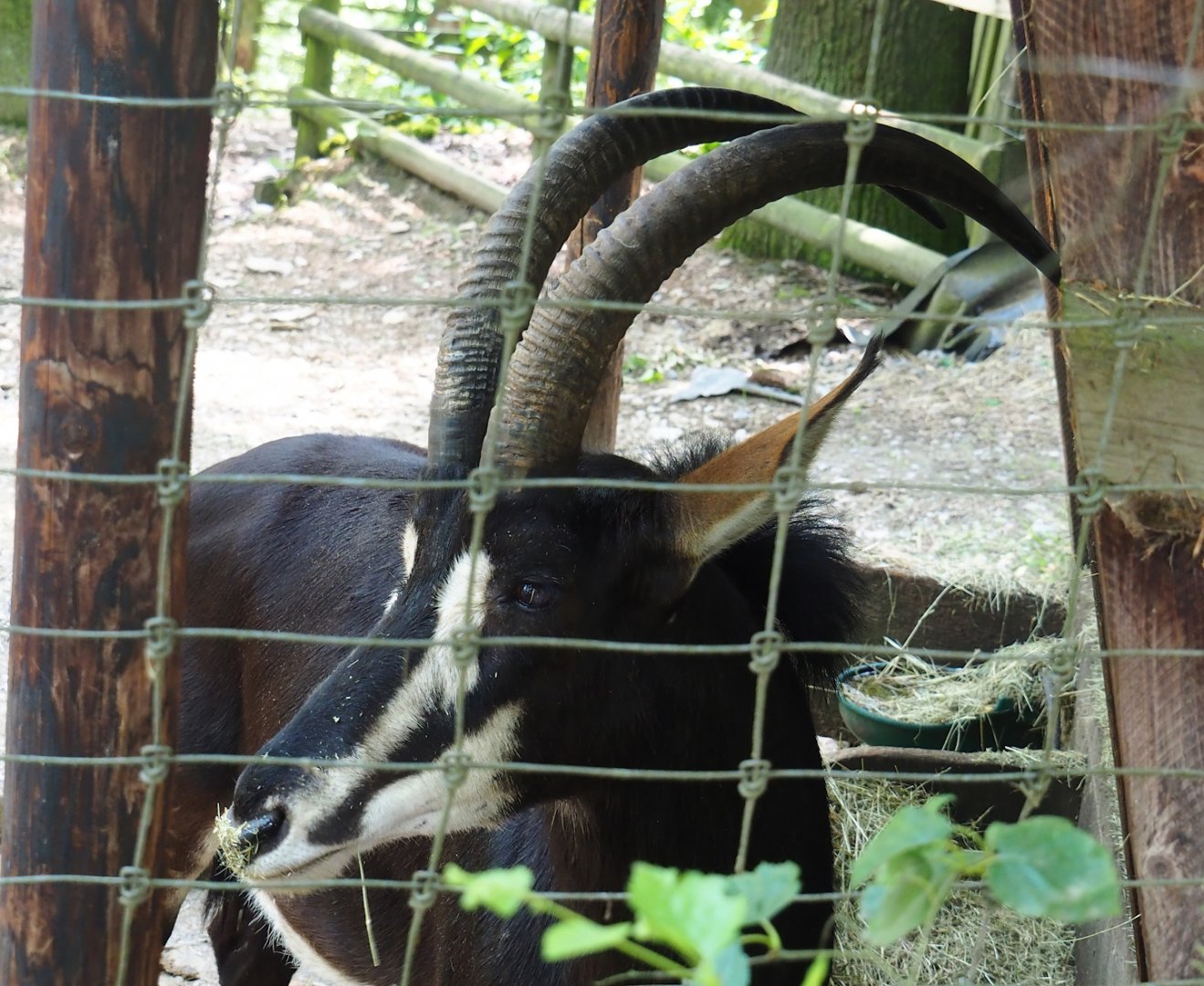 Black sable antelope (Hippotragus niger niger), 2023-06-24