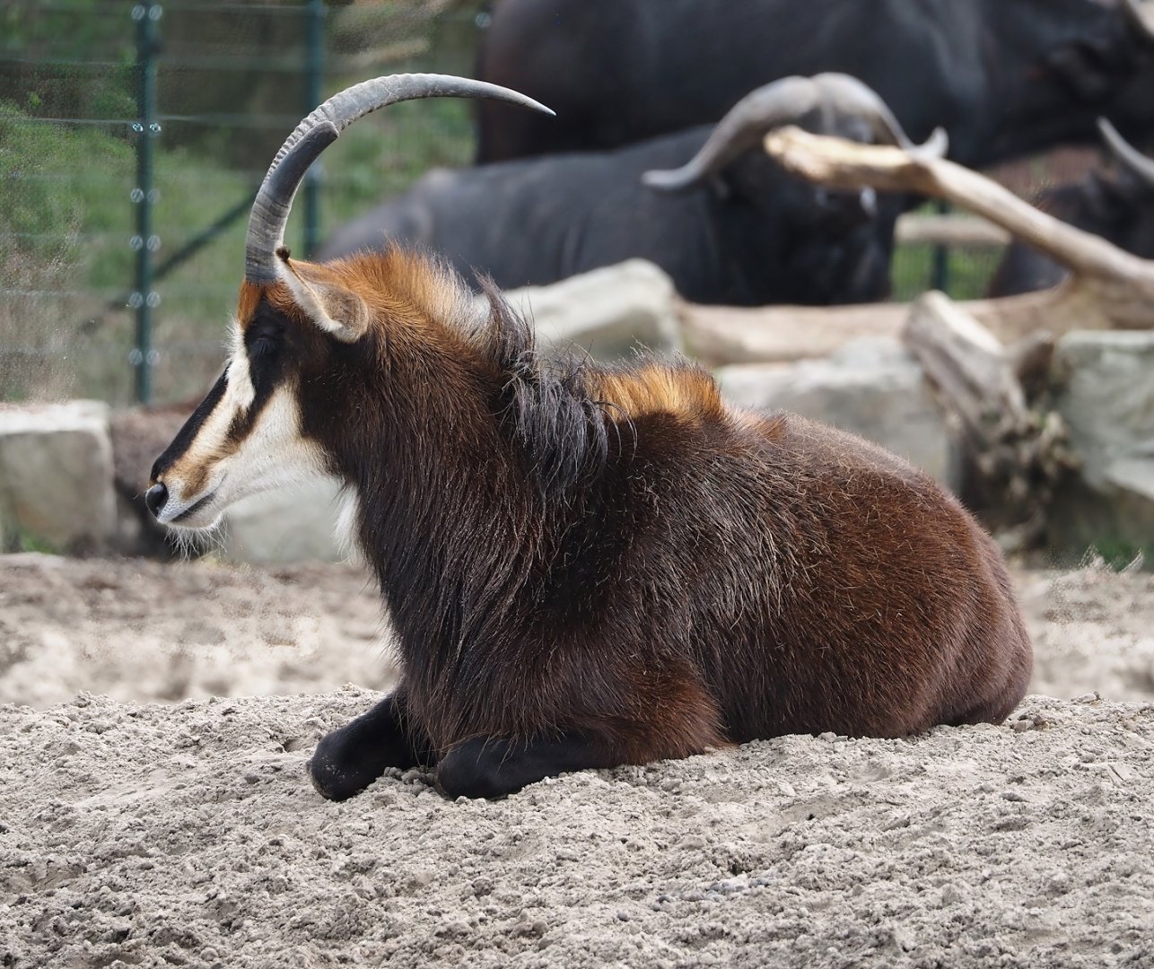 Black sable antelope (Hippotragus niger niger), 2024-04-06