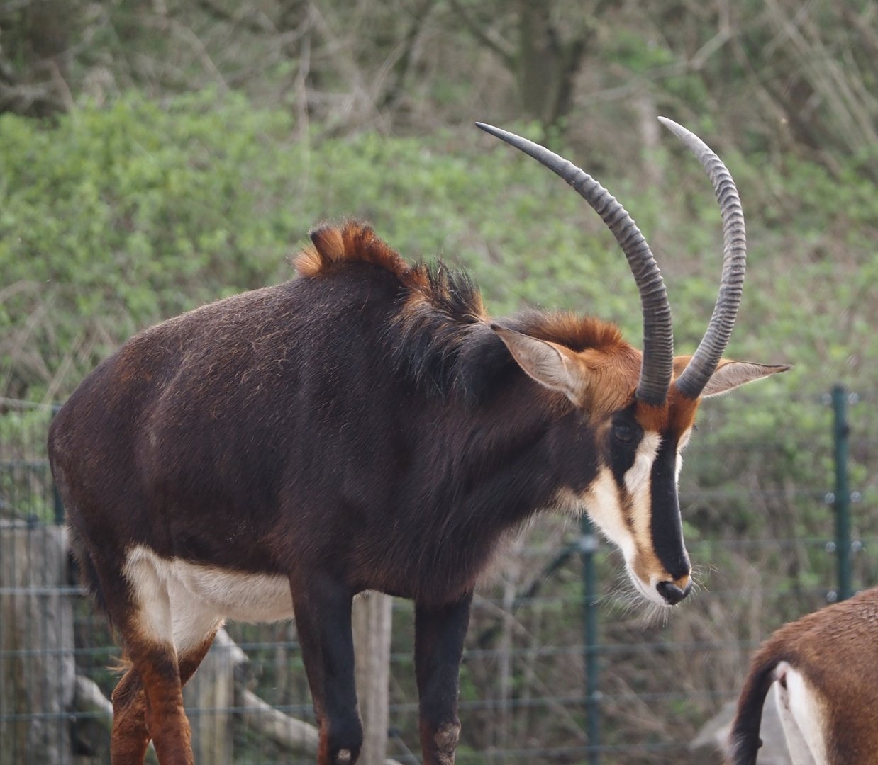Black sable antelope (Hippotragus niger niger), 2024-04-06