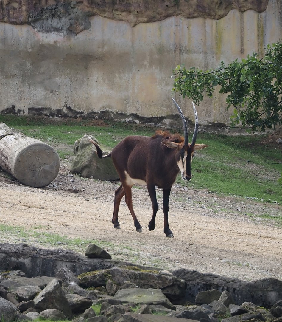 Black sable antelope (Hippotragus niger niger), 2024-08-05