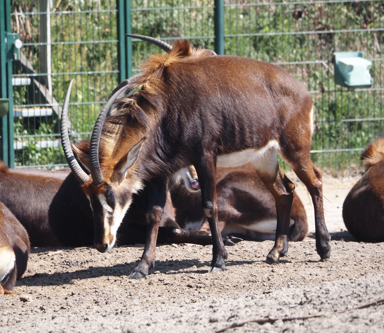 Black sable antelope (Hippotragus niger niger), 2025-04-30