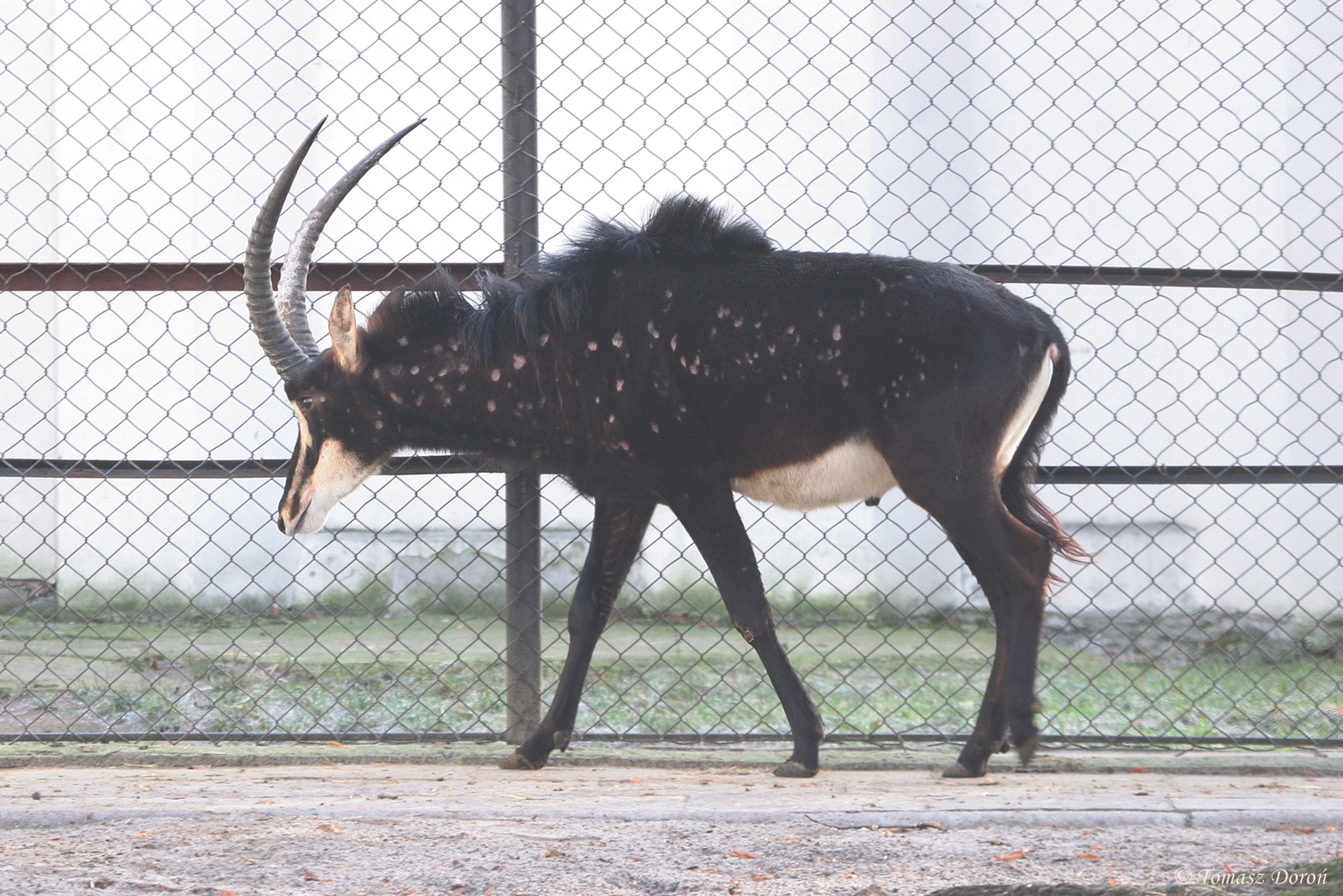 Black Sable Antelope (Hippotragus niger niger) Dezember 2008
