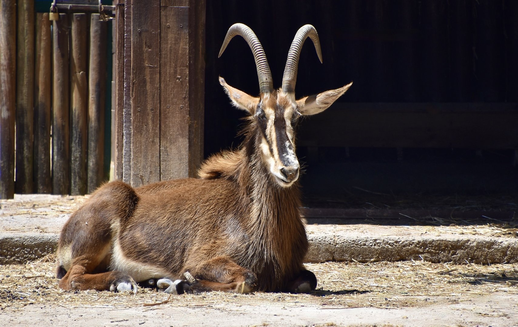 Black Sable Antelope (Hippotragus niger niger) female