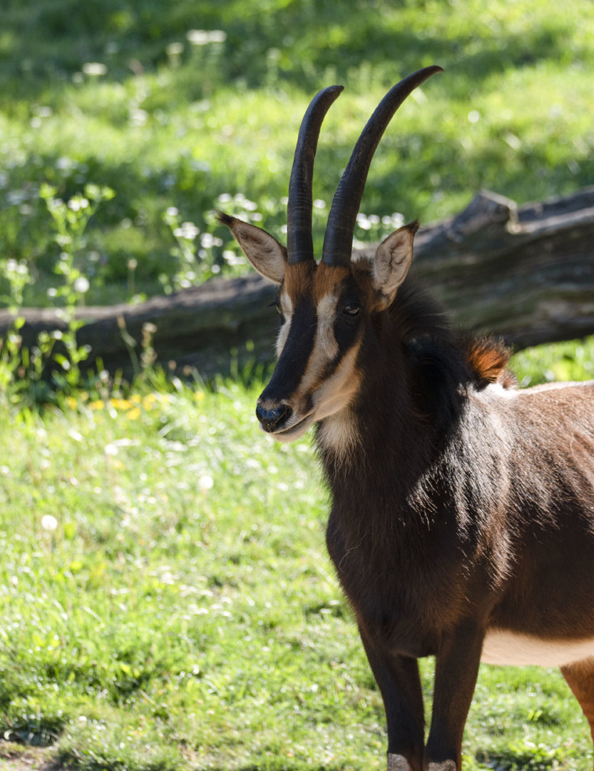 Black sable antelope (Hippotragus niger niger)