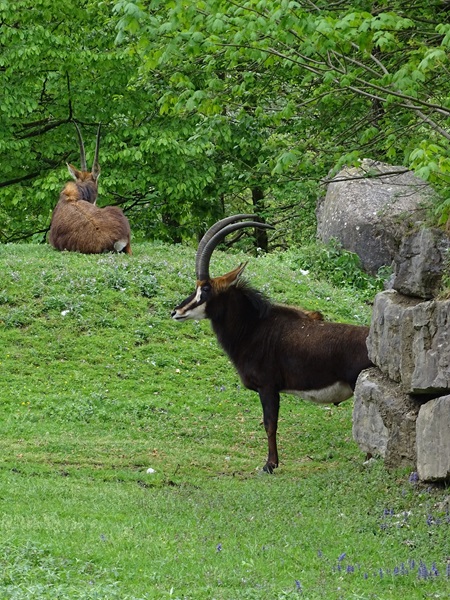 Black sable antelope (Hippotragus niger niger)