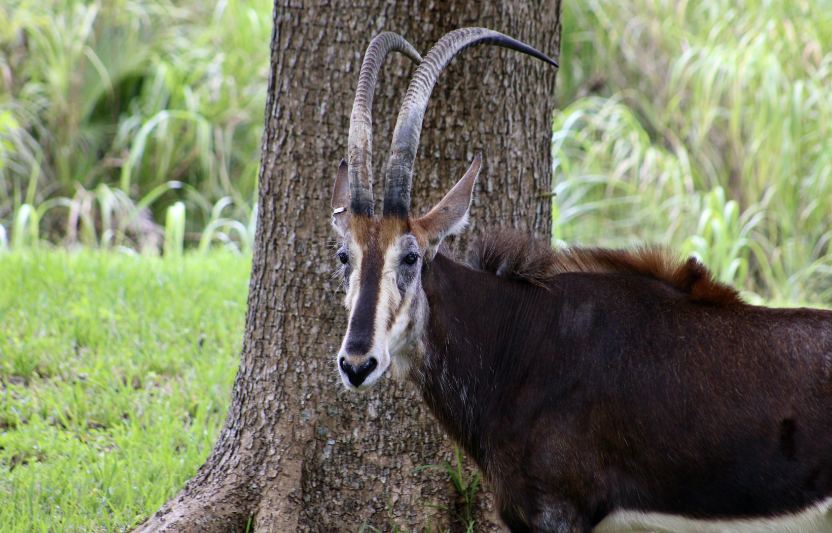 Black Sable Antelope (Hippotragus niger niger)