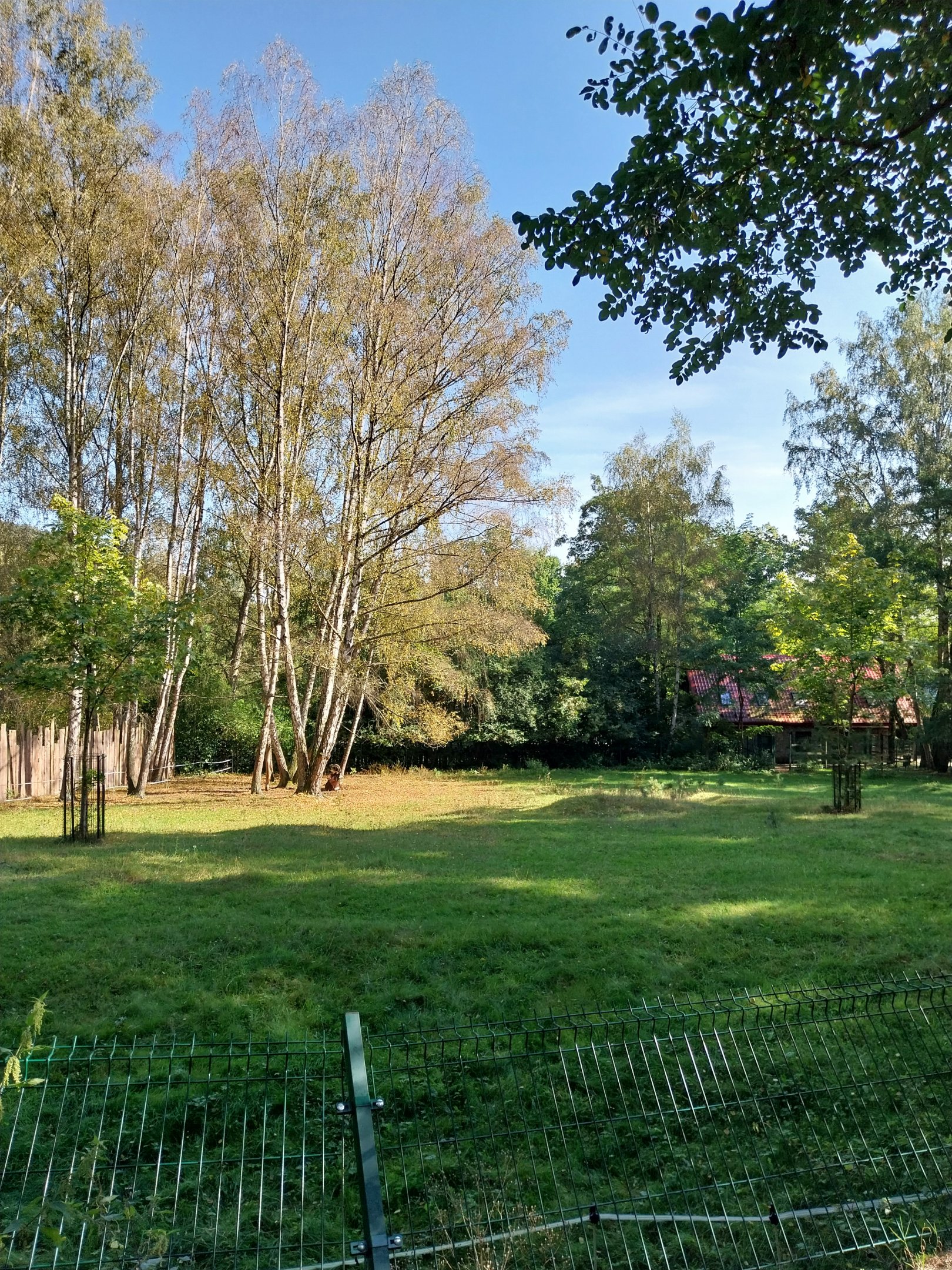 Black Sable Antelope (Hippotragus niger niger)