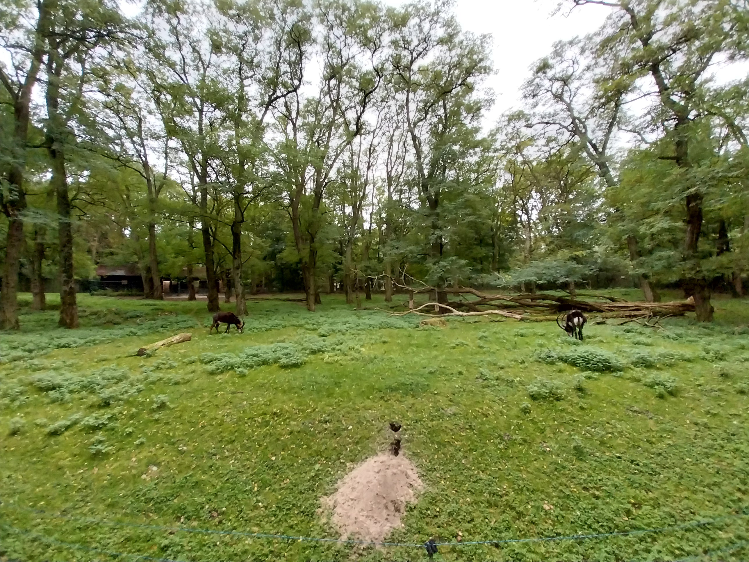 Black Sable Antelope (Hippotragus niger niger)