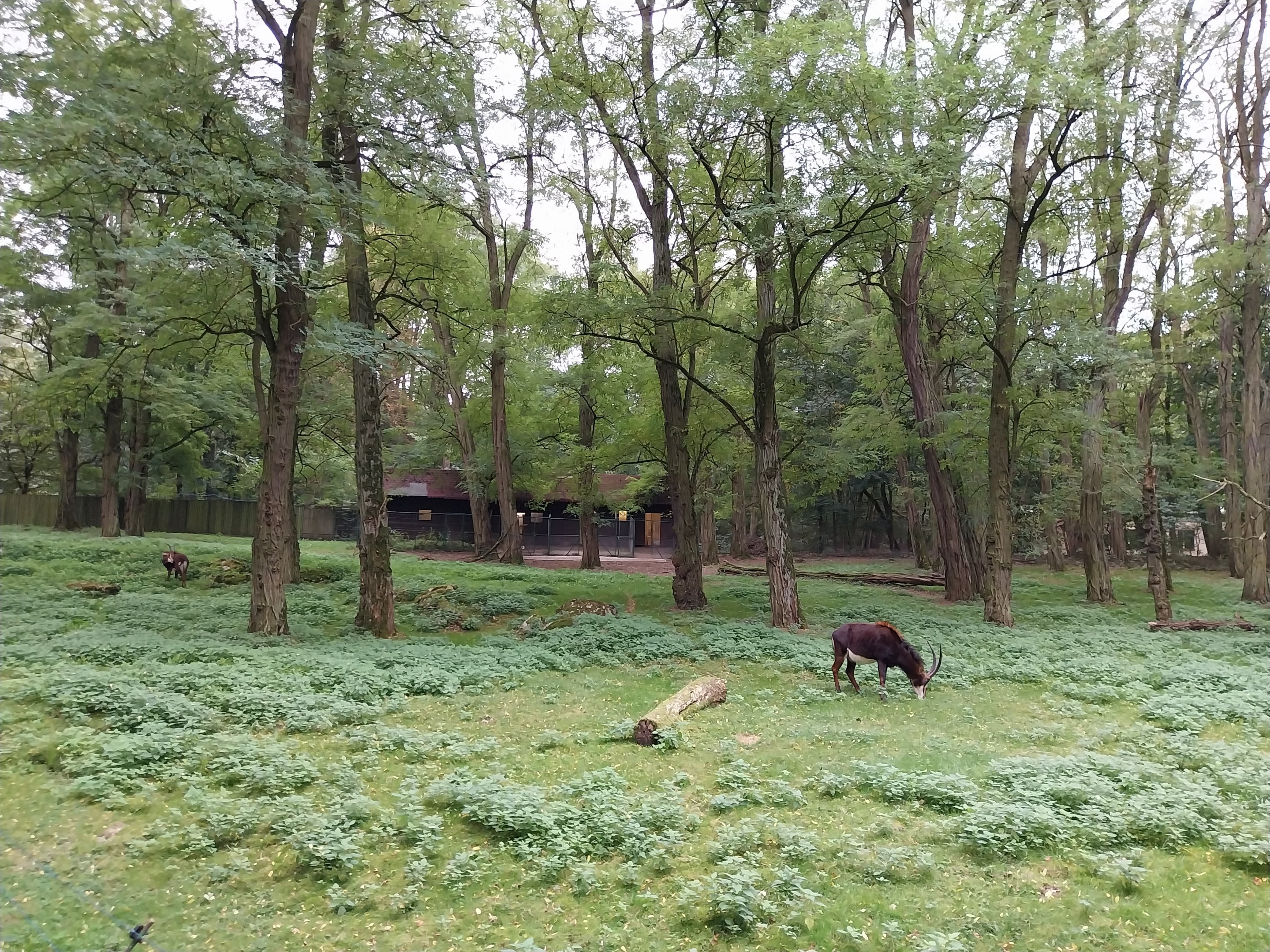 Black Sable Antelope (Hippotragus niger niger)