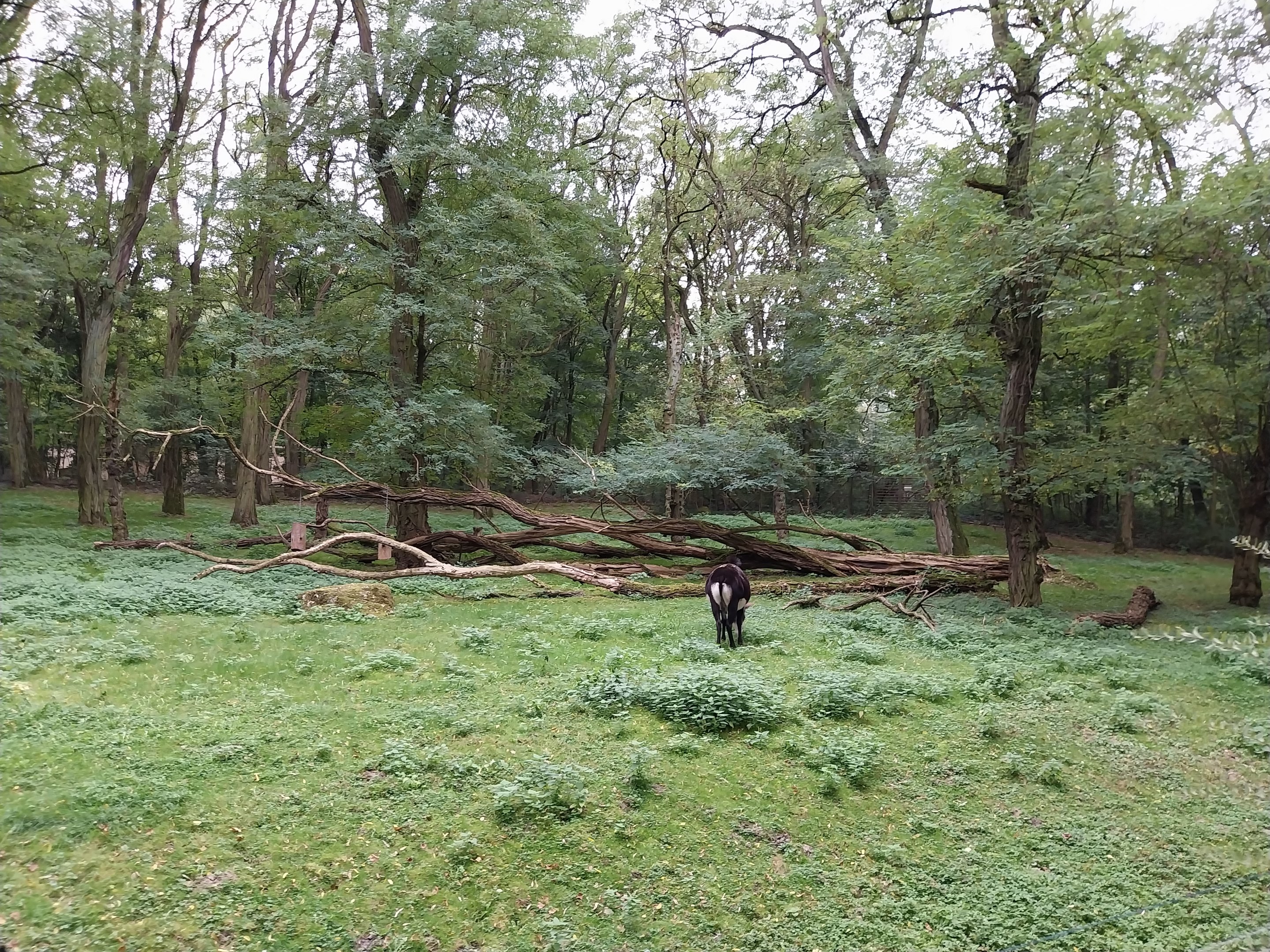 Black Sable Antelope (Hippotragus niger niger)