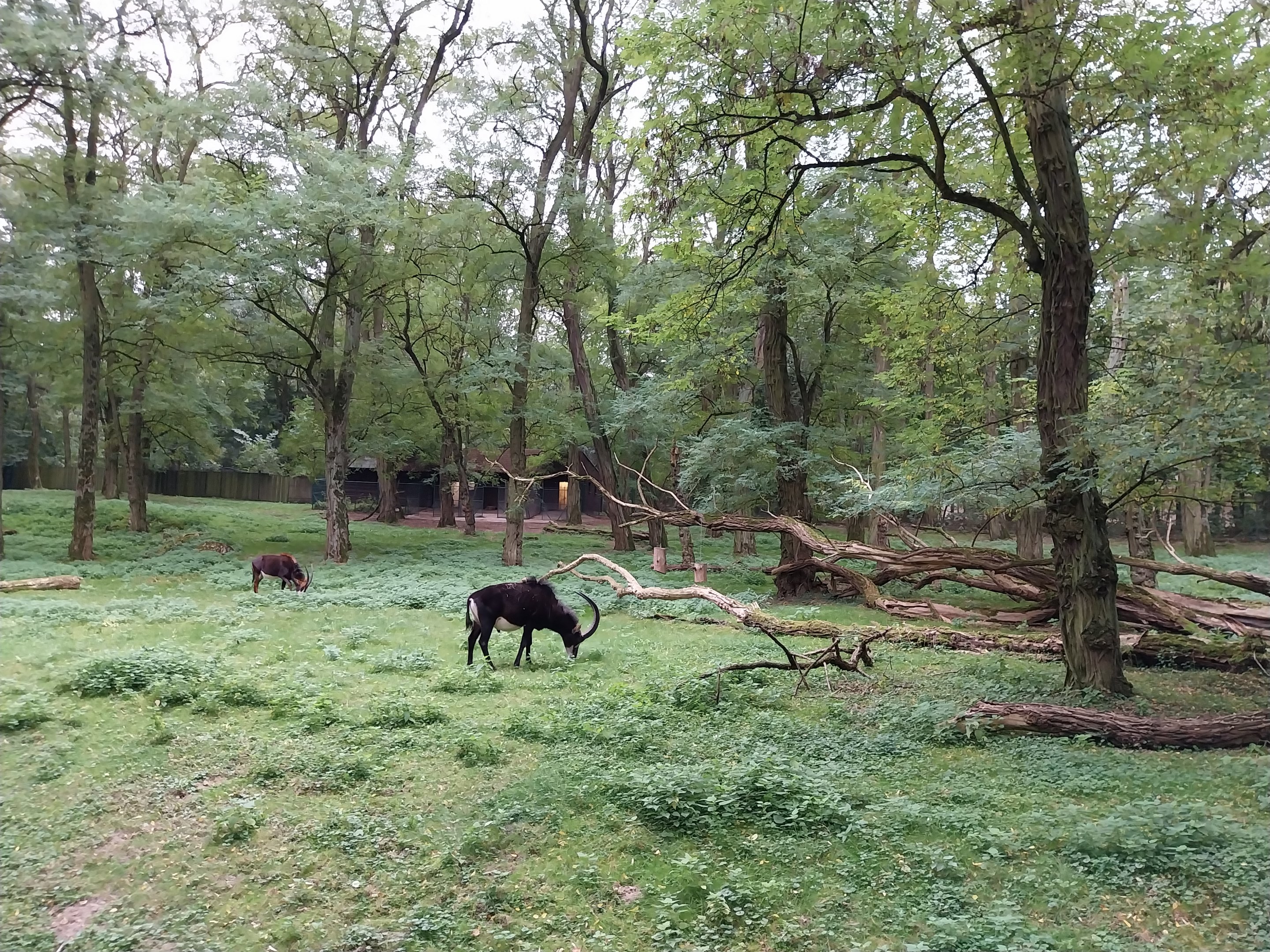 Black Sable Antelope (Hippotragus niger niger)