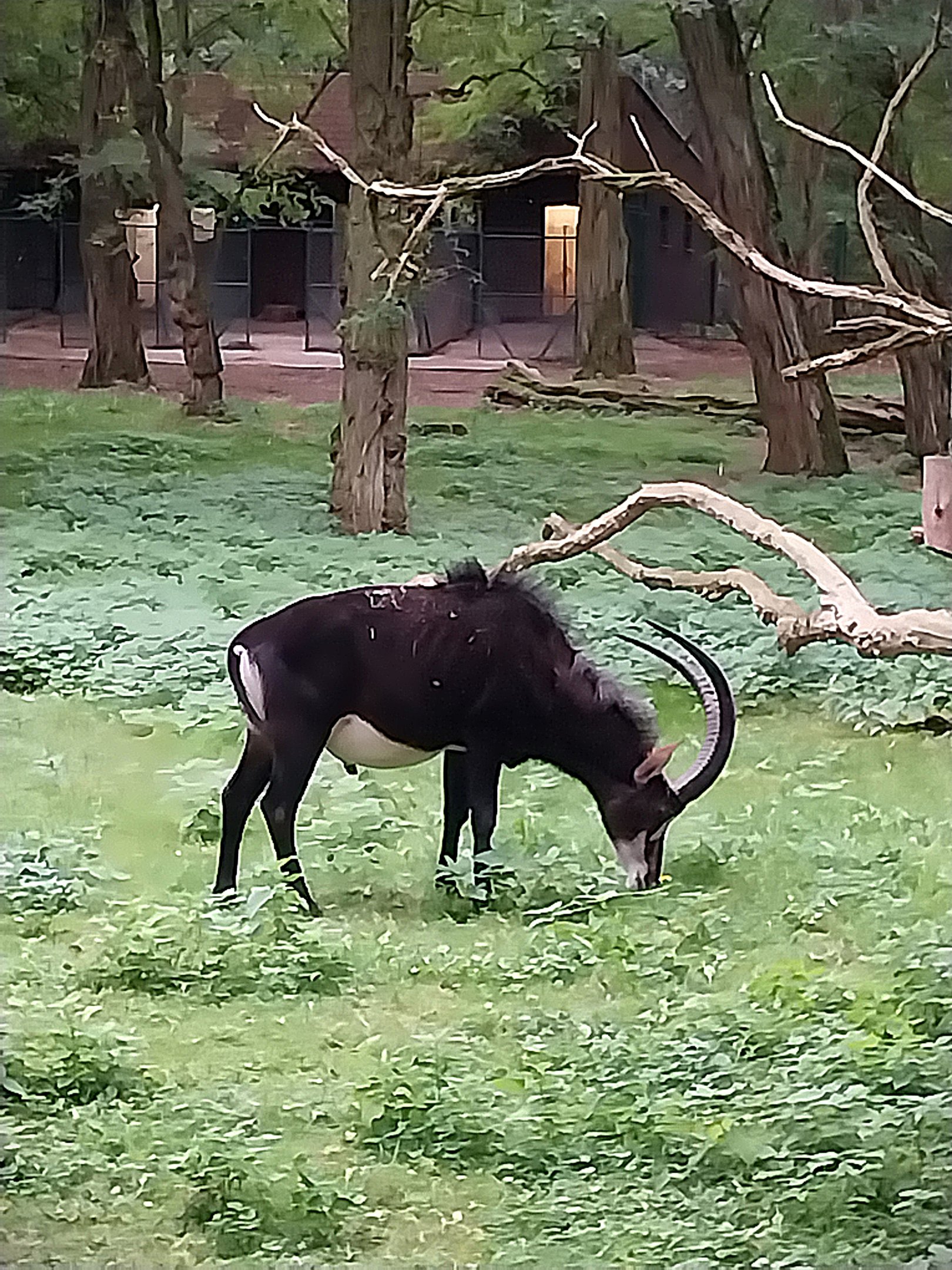 Black Sable Antelope (Hippotragus niger niger)