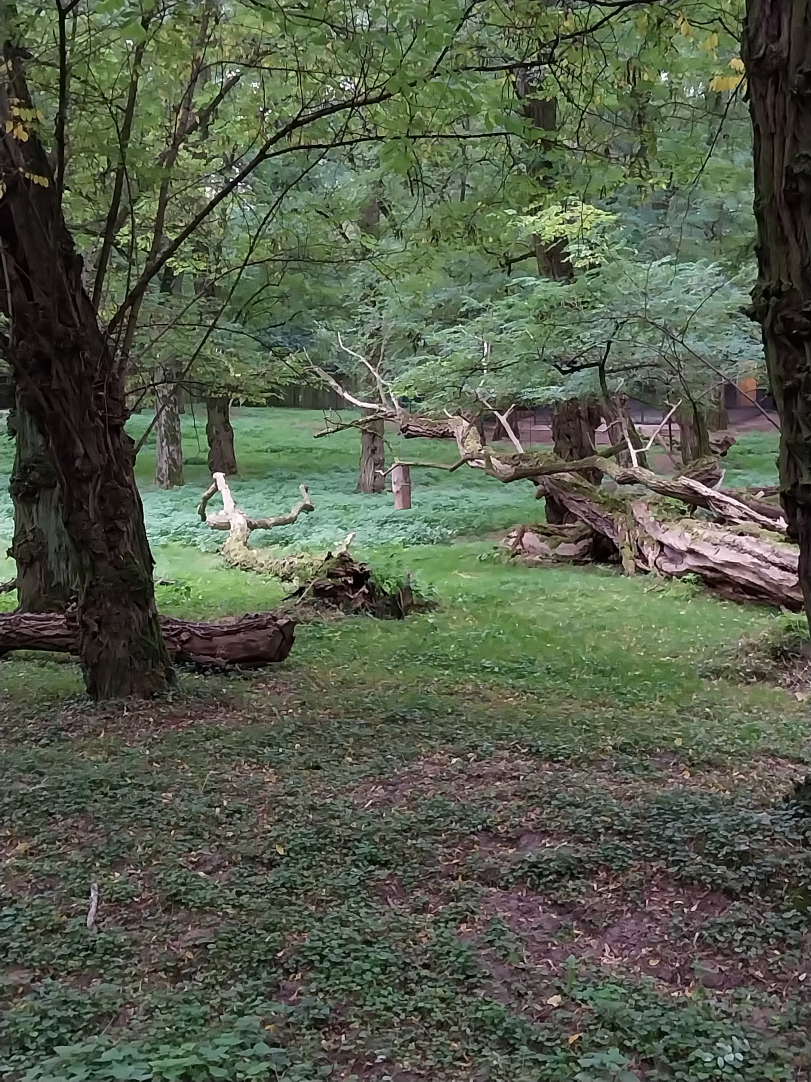 Black Sable Antelope (Hippotragus niger niger)