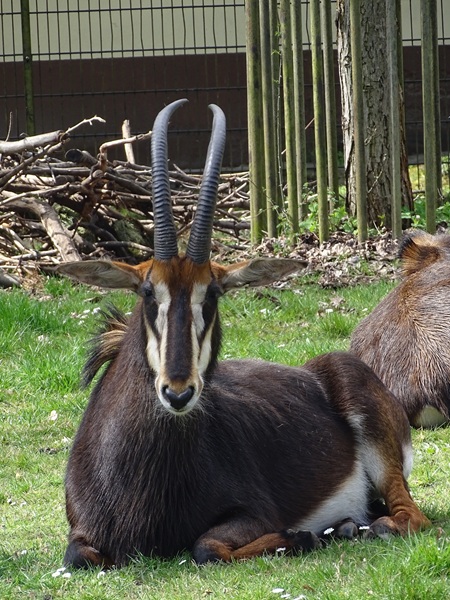 Black sable antelope (Hippotragus niger niger)