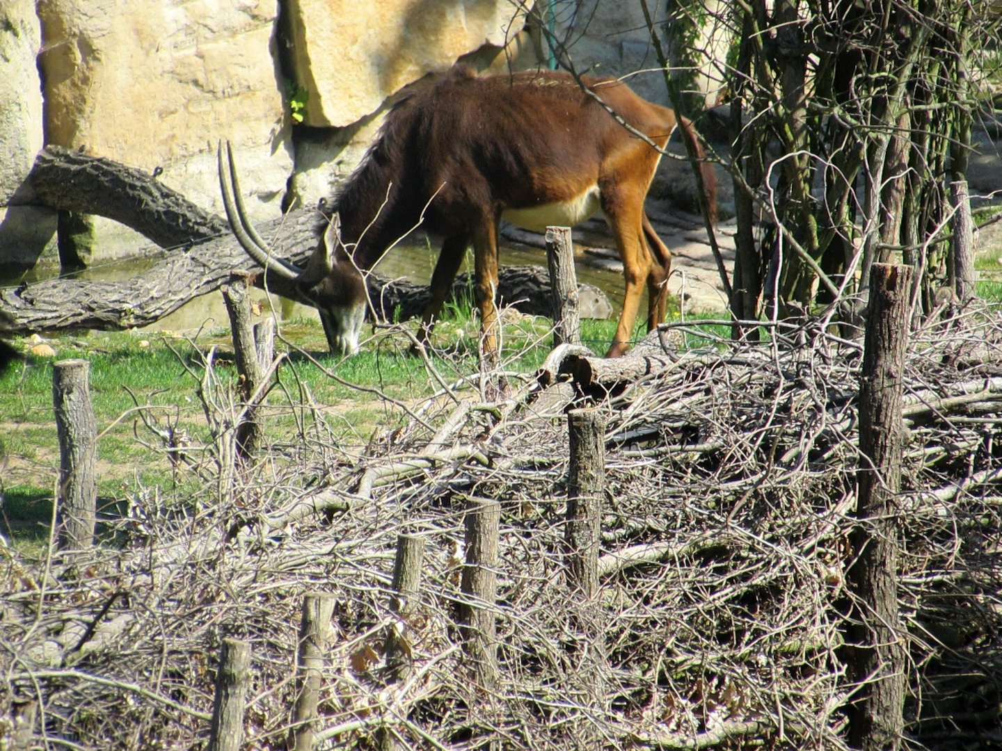 Black Sable Antelope - July/2017