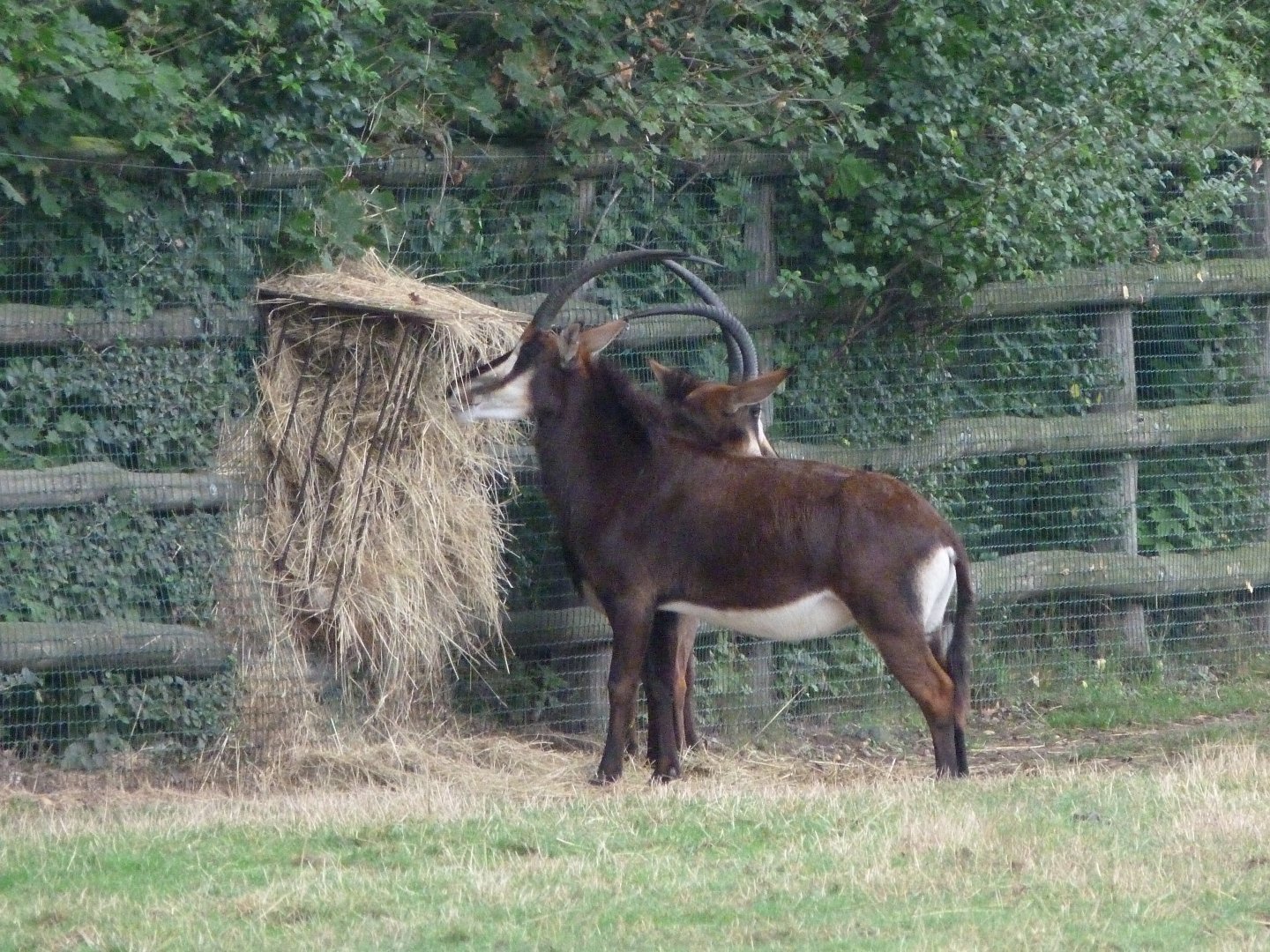Black sable antelope -Zoo Praha (2025)