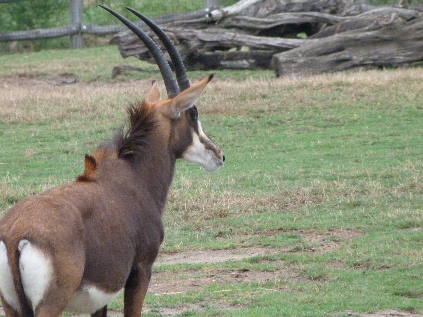 Black sable antelope -Zoo Praha (2025)