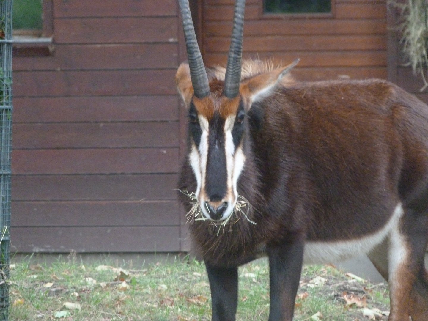 Black sable antelope -Zoologischer Garten Berlin (2024)