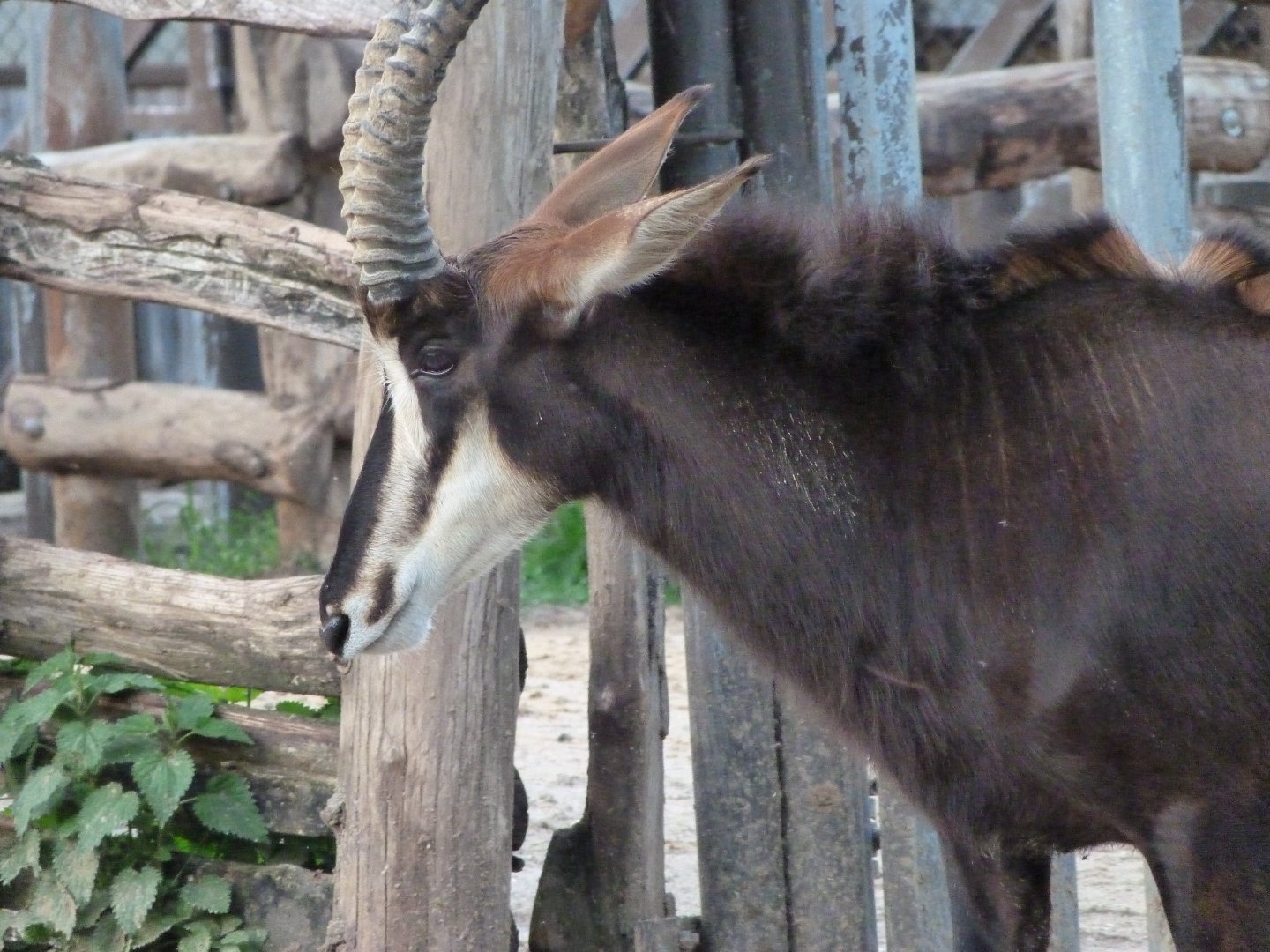 Black sable antelope -ZooParc de Beauval (2025)
