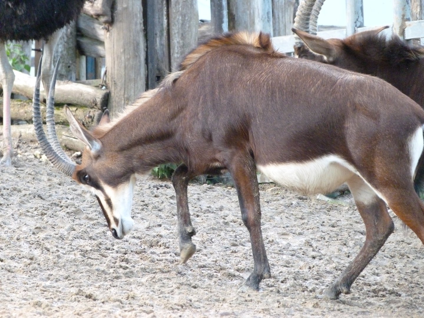 Black sable antelope -ZooParc de Beauval (2025)