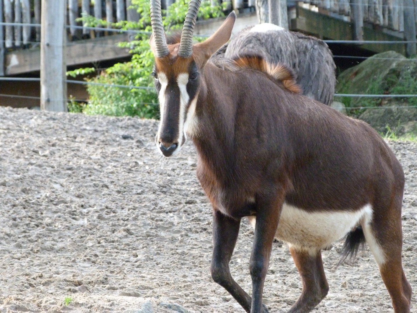 Black sable antelope -ZooParc de Beauval (2025)