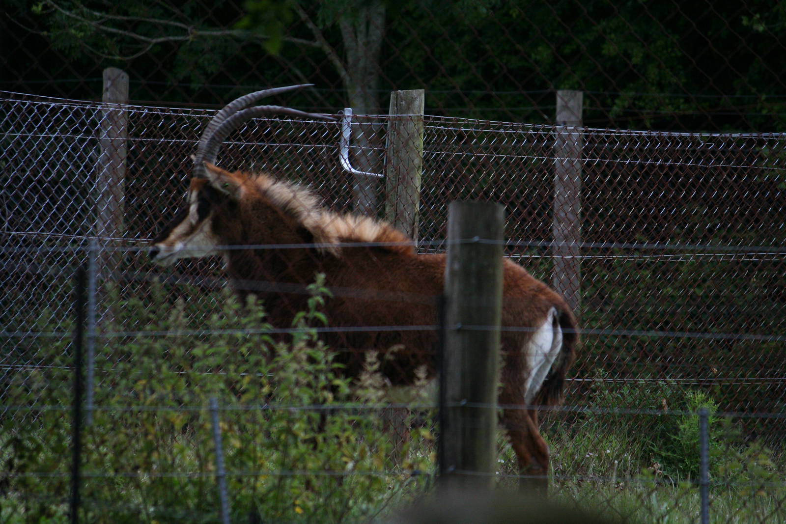 Black sable antelope
